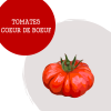 tomates_coeur_de_boeuf